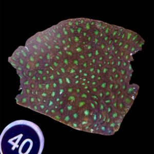 Favites spp. L, WYSIWYG