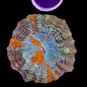 Acanthophyllia Deshayesina Bicolor M, WYSIWYG