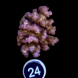 Pochilopora Pistilata L, WYSIWYG