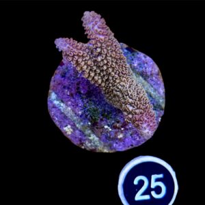 Acropora Aboltanoides L, WYSIWYG