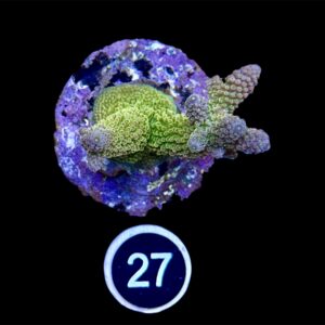 Acropora Aboltanoides L, WYSIWYG