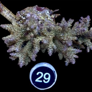 Acropora Secale XL, WYSIWYG