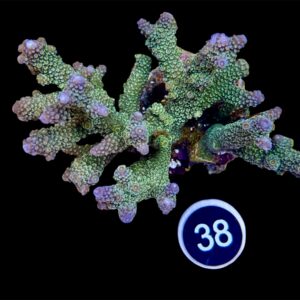 Acropora Nasuta XL, WYSIWYG