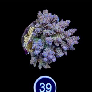 Acropora Tenuis L, WYSIWYG