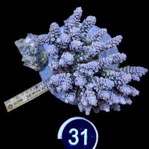 Acropora Tenuis L, WYSIWYG