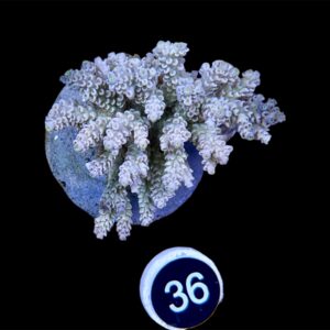 Acropora Tenuis L, WYSIWYG