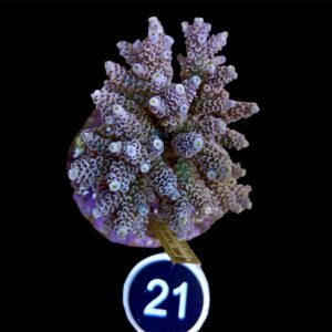 Acropora Tenuis L, WYSIWYG