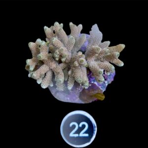 Acropora Millepora L, WYSIWYG
