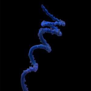 Cirrhipates Spiralis special color, WYISWYG