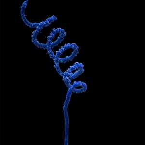 Cirrhipates Spiralis special color, WYISWYG