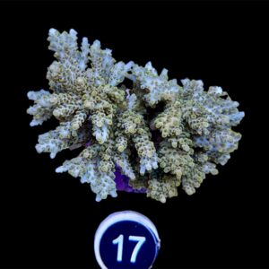 Acropora Microlados yellow/green L, WYSIWYG