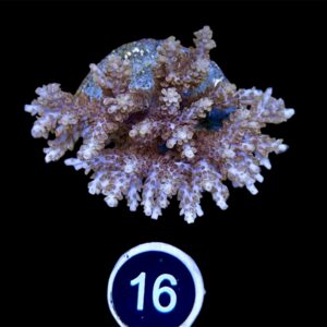 Acropora Microlados orange/red L, WYSIWYG