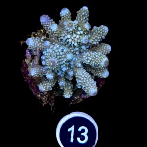 Acropora Humilis L, WYSIWYG