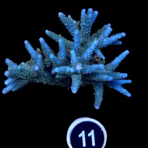 Acropora Sparilis L, WYSIWYG