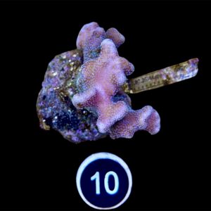 Stylopora Pistilata M, WYSIWYG