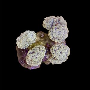 Euphyllia Paraancora Orange metallic XL, WYSIWYG