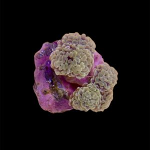 Euphyllia Paraancora Orange XL, WYSIWYG