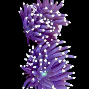 Euphyllia Darth Vader,NZ WYSIWYG