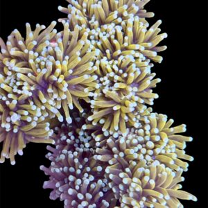 Euphyllia Glabrescens golden Torch, NZ