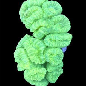 Caulastraea furcata ultra Toxic green S-L, NZ