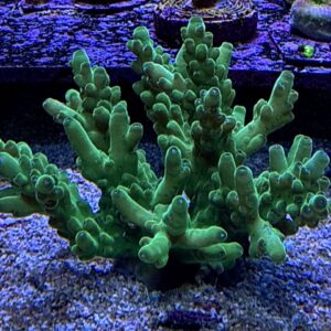 Acropora Loripes M, WYSIWYG