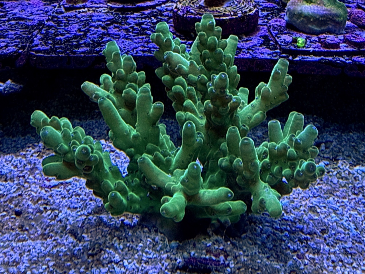 Acropora Loripes M, WYSIWYG
