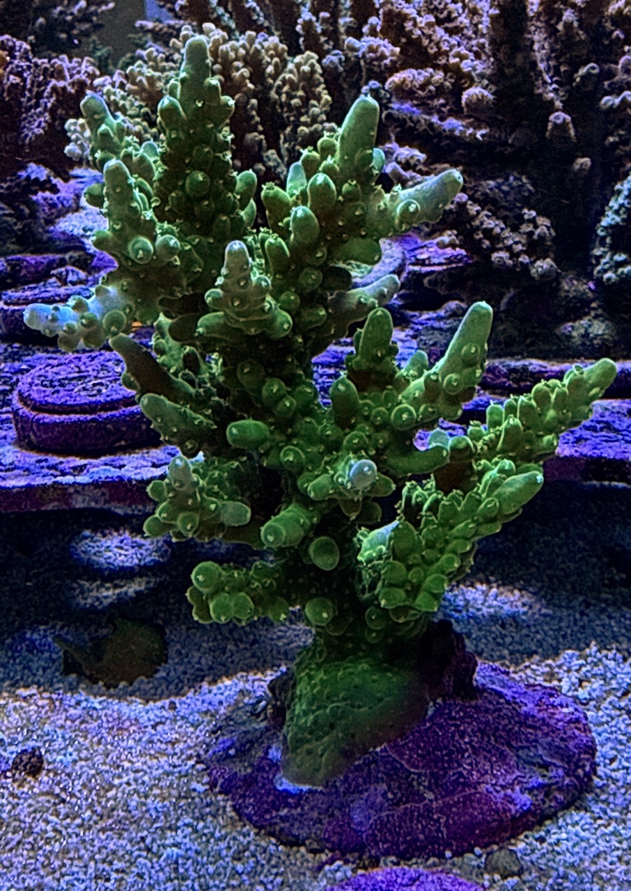 Acropora Loripes M, WYSIWYG – Bild 2