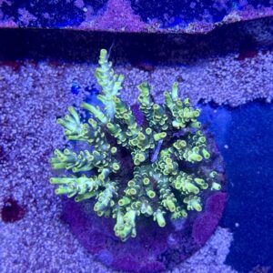 Acropora Tenuis yellow M, WYSIWYG