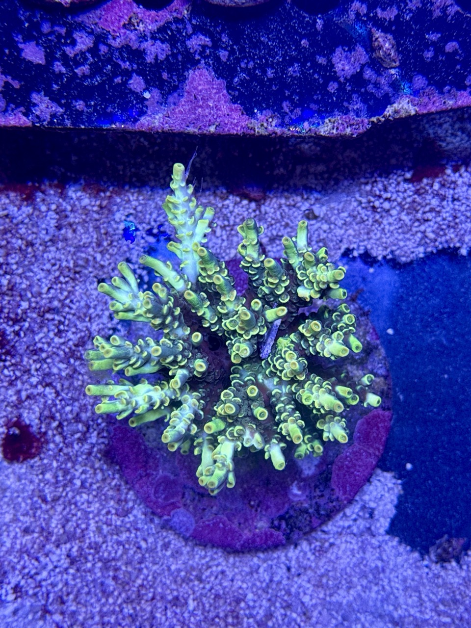 Acropora Tenuis yellow M, WYSIWYG