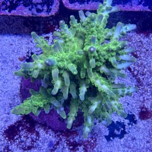 Acropora Loripes M, WYSIWYG