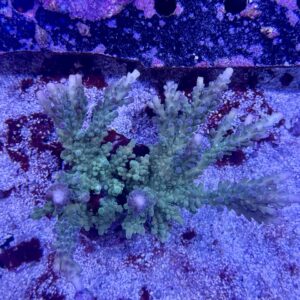 Acropora Scoarosa L, WYSIWYG