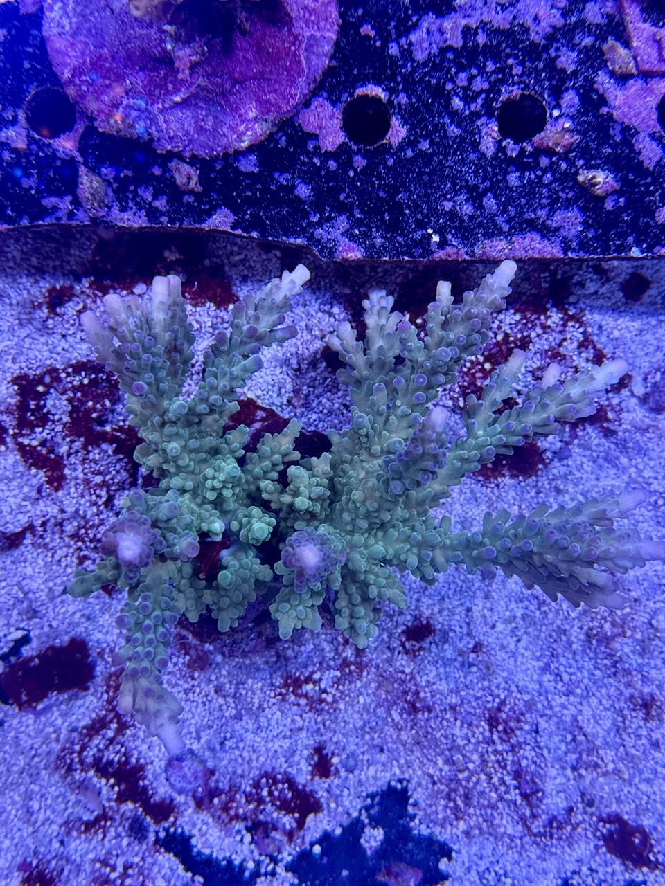 Acropora Scoarosa L, WYSIWYG
