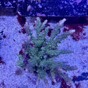 Acropora Scoarosa L, WYSIWYG