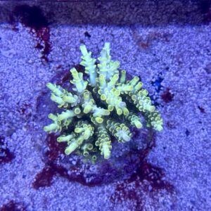 Acropora Tenuis yellow M, WYSIWYG