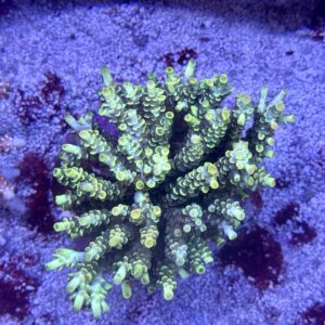 Acropora Tenuis Yellow XL, WYSIWYG