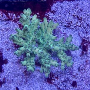 Acropora Loripes M, WYSIWYG
