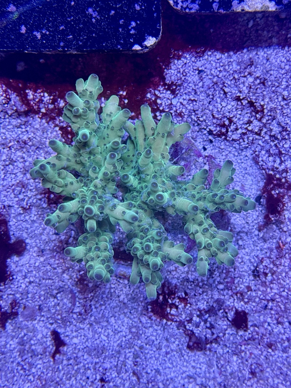 Acropora Loripes M, WYSIWYG