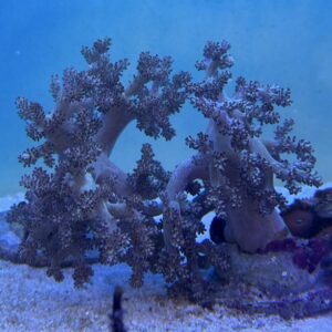 Lemnalia spec, WYSIWYG