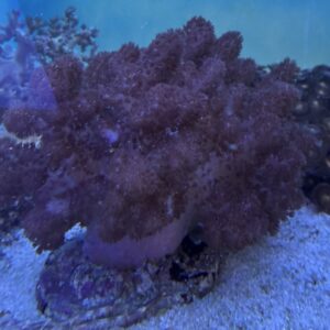 cladiella colti, WYSIWYG