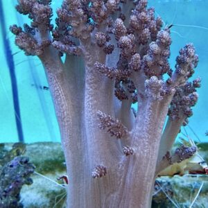 Lemnalia purple, XL WYSIWYG