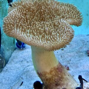 Pilzlederkoralle M WYSIWYG