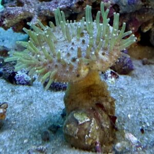 Pilzlederkoralle M WYSIWYG