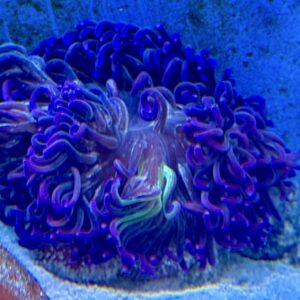 Macrodactyla purple XL WYSIWYG