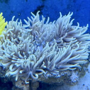 Heteractis Malu Milky XL WYSIWYG