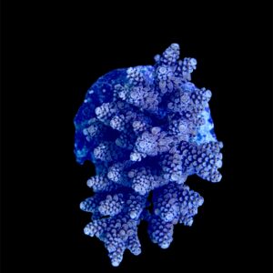 Acropora Nasuta purple L, WYSIWYG