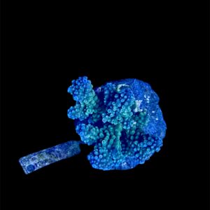 Acropora Nasuta blue M, WYSIWYG