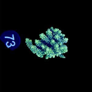 Acropora Tenuis yellow M, WYSIWYG