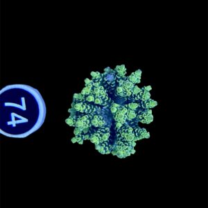 Acropora Tenuis yellow M, WYSIWYG