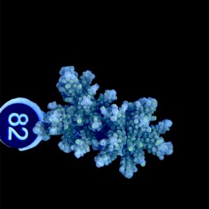 Acropora Scoarosa L, WYSIWYG