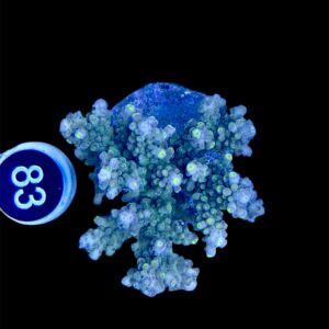 Acropora Scoarosa L, WYSIWYG